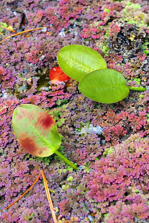 colours on the pond