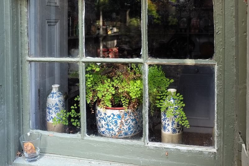 Potted plants