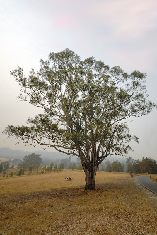 o3/99/380799/1/88707592.IS9YriaW.Treeinthedrought.jpg