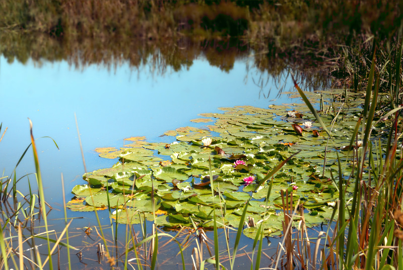 o3/99/380799/1/89109526.vZaOr6E8.Waterlillies.jpg