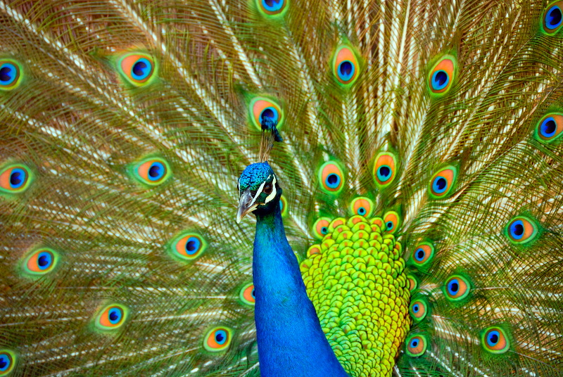 Colours of a peacock