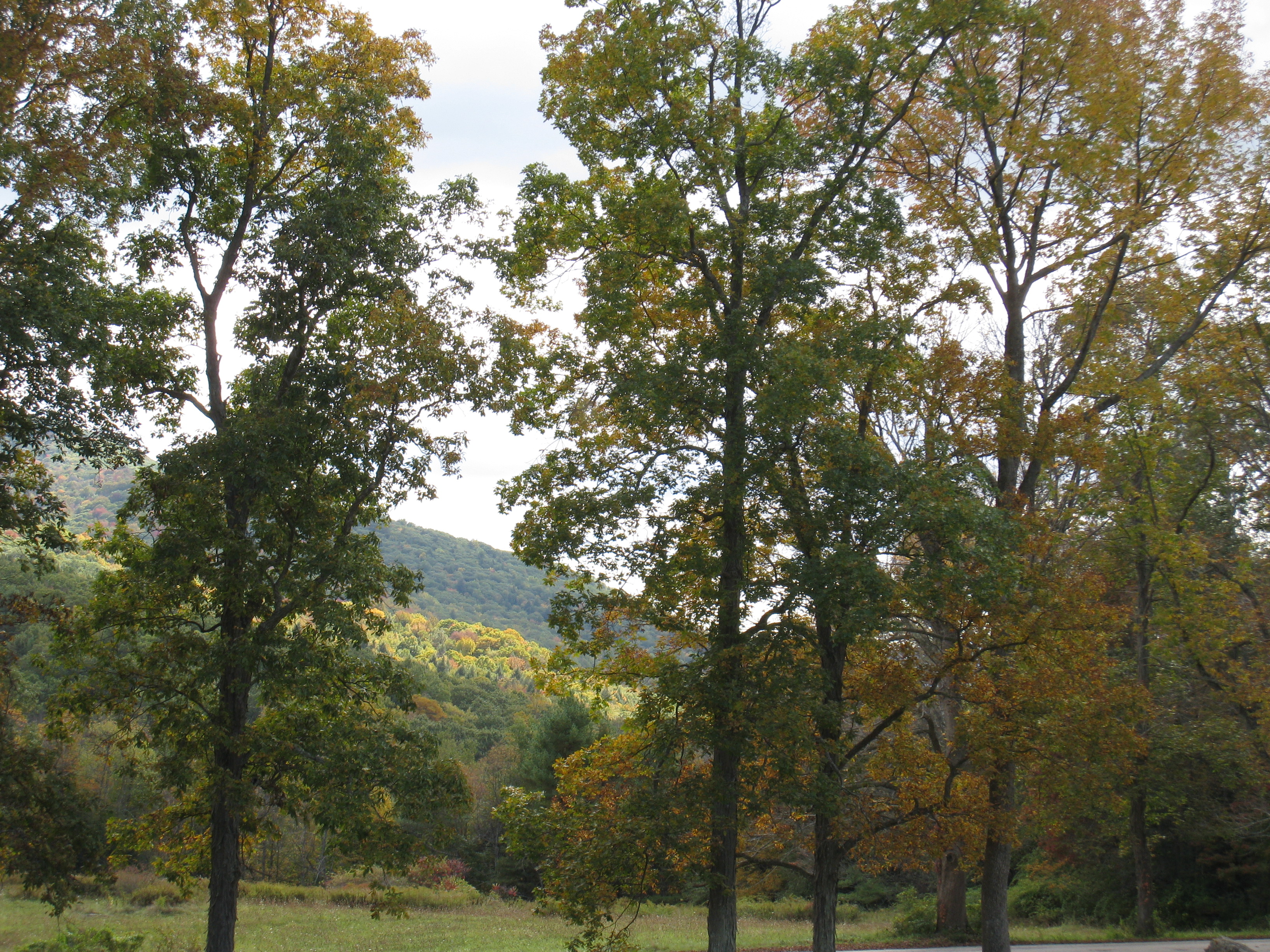 Chesterwood - Outdoor View