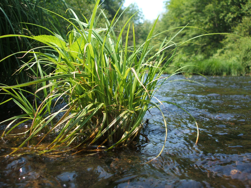 West Branch, Dyberry Creek, Dyberry PA