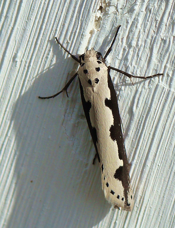 Borboleta Nocturna // Moth (Ethmia bipunctella), adult