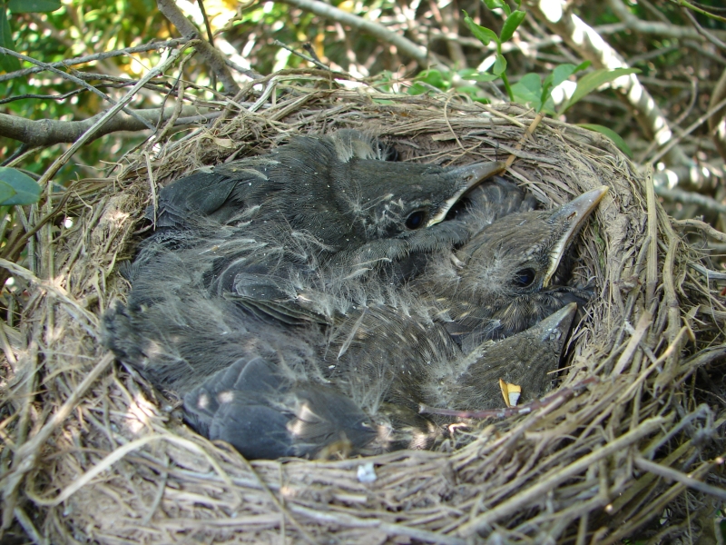 Ninho de Melro-preto // Eurasian Blackbird nest (Turdus merula subsp. merula)