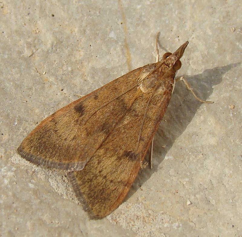 Borboleta Nocturna // Crambid Snout Moth (Uresiphita polygonalis)