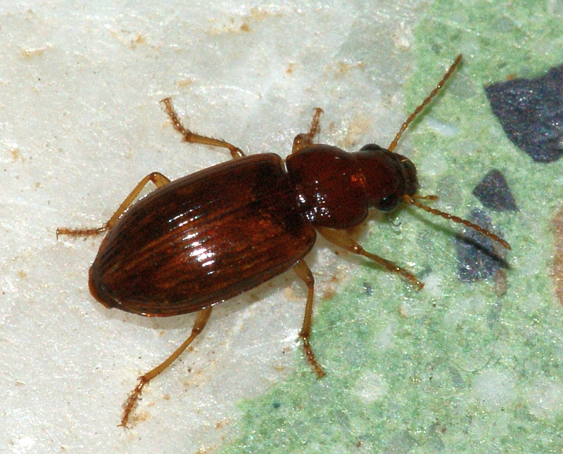 Um pequeno Escaravelho // Ground Beetle (Bradycellus verbasci)