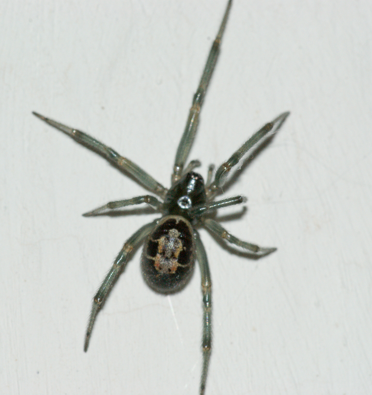 Aranha da famlia Theridiidae // Comb-footed Spider (Steatoda nobilis), nymph