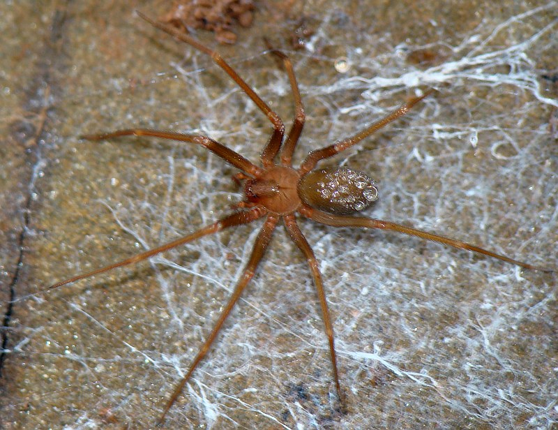 Aranha da famlia Sicariidae // Spider (Loxosceles rufescens)