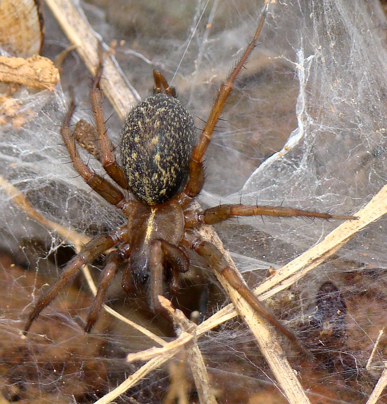Aranha da famlia Agelenidae // Funnel-web Spider (Lycosoides coarctata), female