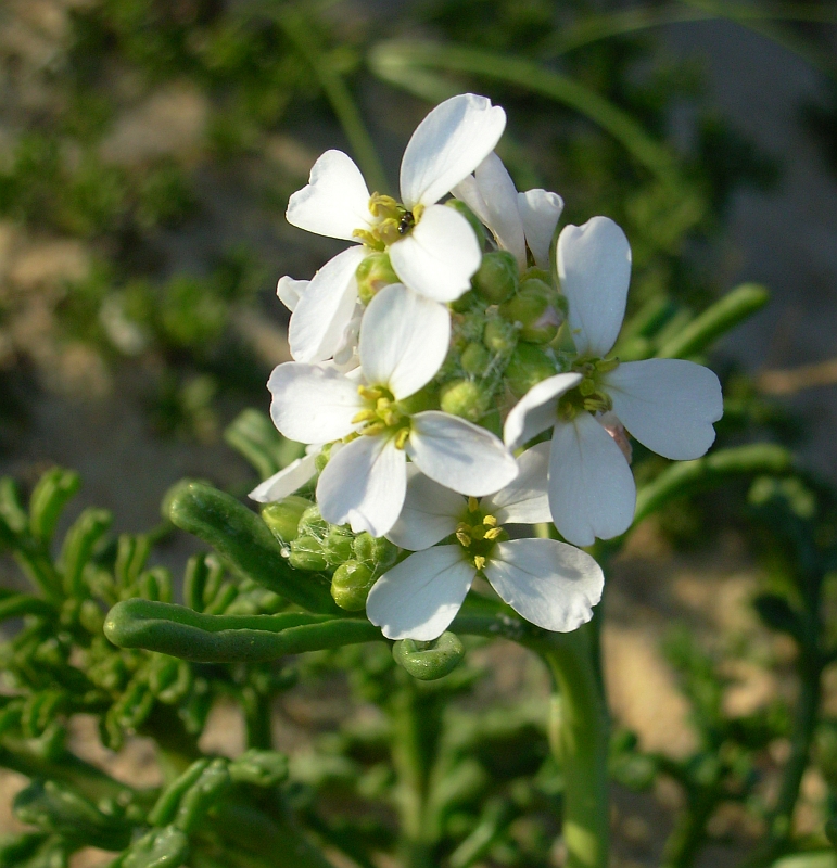 Eruca-martima // European Searocket (Cakile maritima)