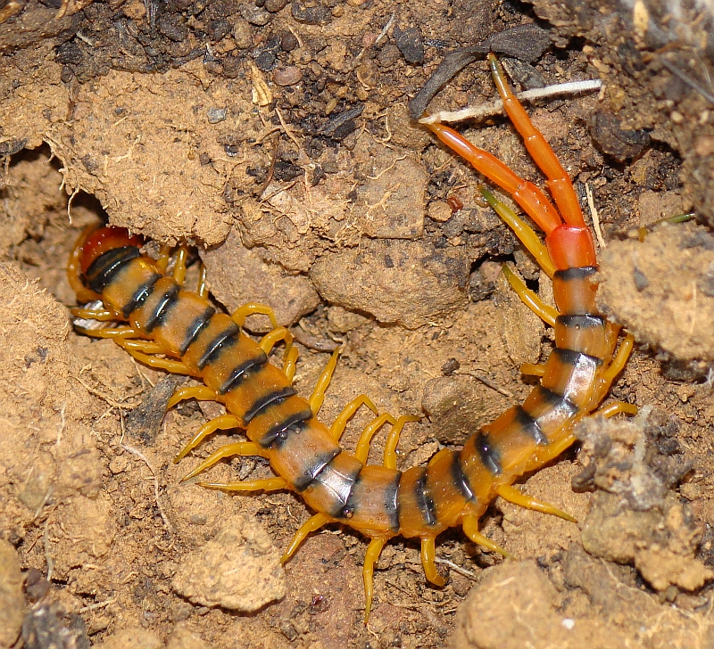 Centopeia // Centipede (Chilopoda)