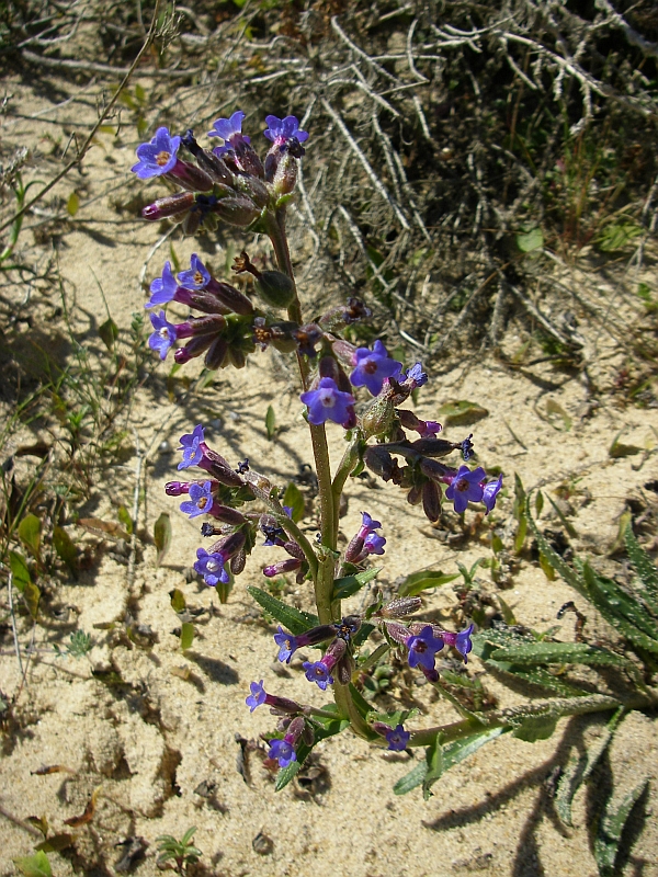 Buglossa-calcarea (Anchusa calcarea)