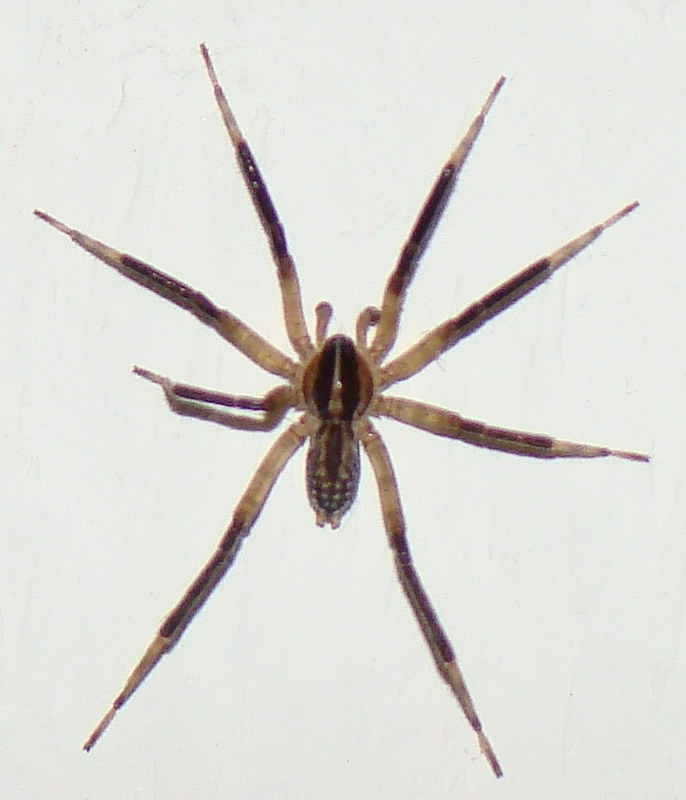 Aranha // Spider (Scotina sp.)