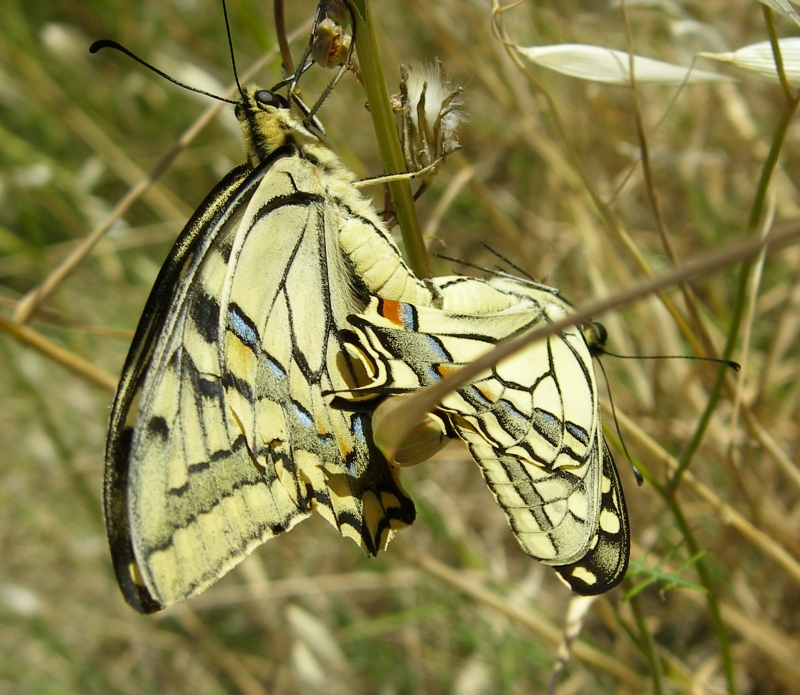 Borboleta cauda-de-andorinha // Swallowtail mating (Papilio machaon)