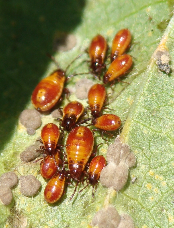 Percevejos // Bugs (Spilostethus pandurus), nymphs