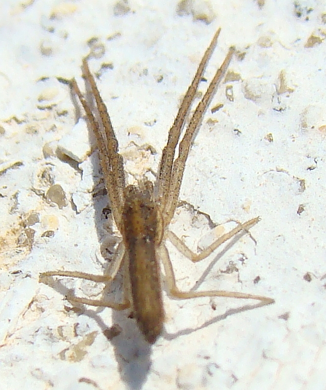 Aranha da famlia Thomisidae // Spider (Monaeses paradoxus)
