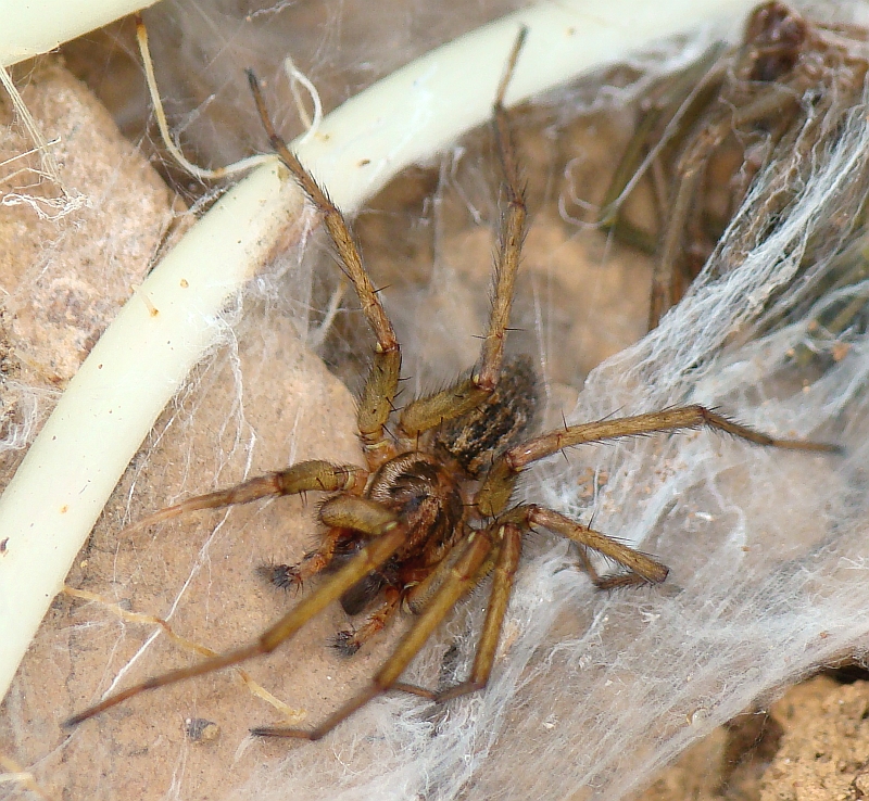 Aranha da famlia Agelenidae // Spider (Tegenaria sp.)