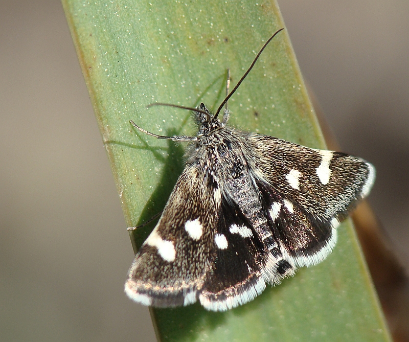 Borboleta // Butterfly (Eurrhypis guttulalis)