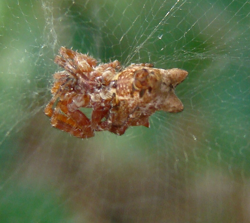 Aranha da famlia Araneidae // Tent Web Spider (Cyrtophora citricola), female nymph