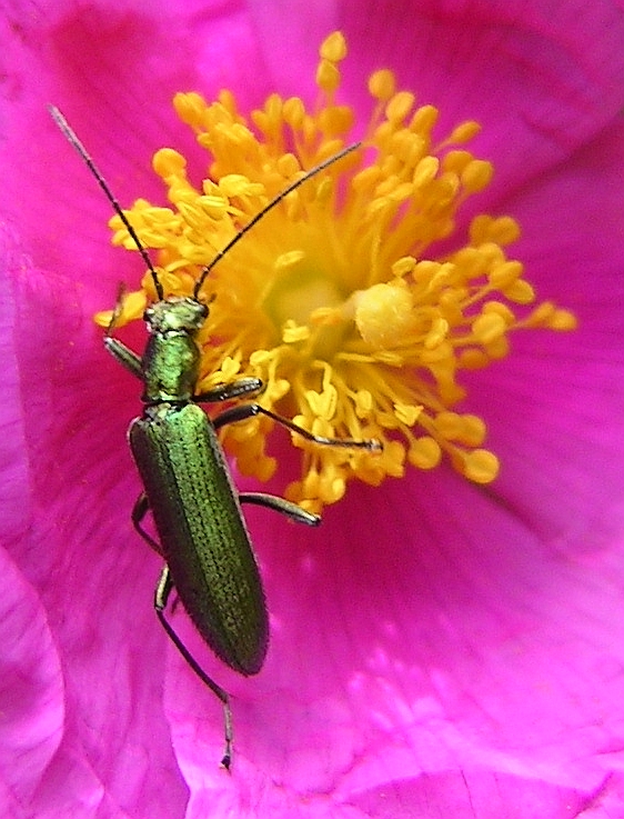 Escaravelho // Beetle (Chrysanthia superba)