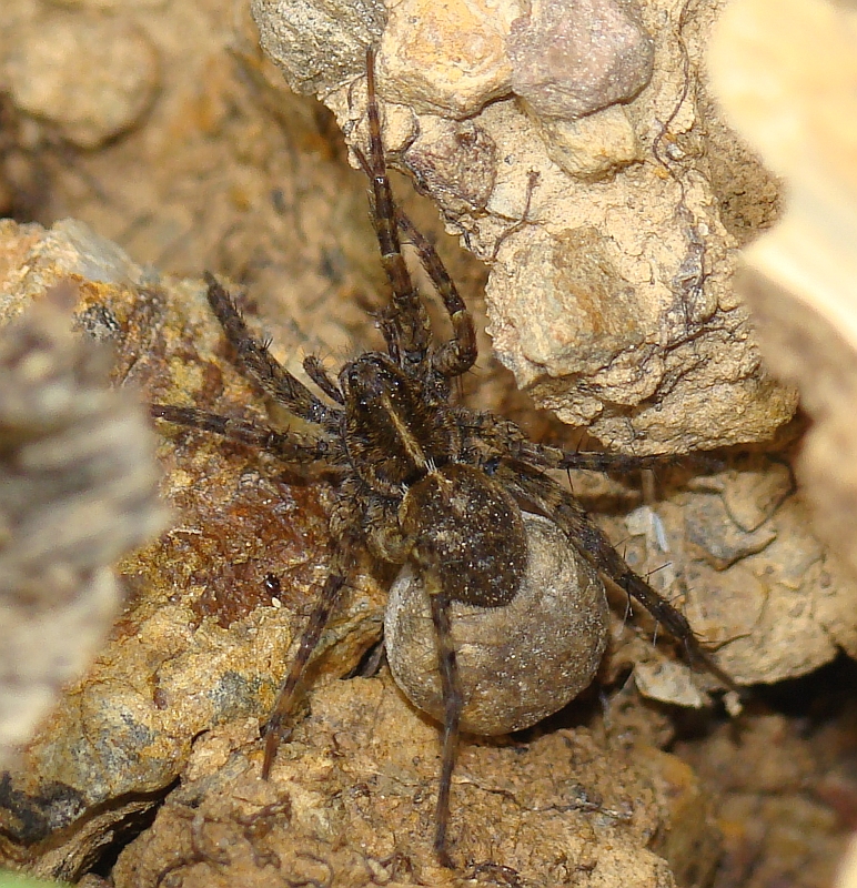 Aranha da famlia Lycosidae // Wolf Spider (Pardosa sp.), female