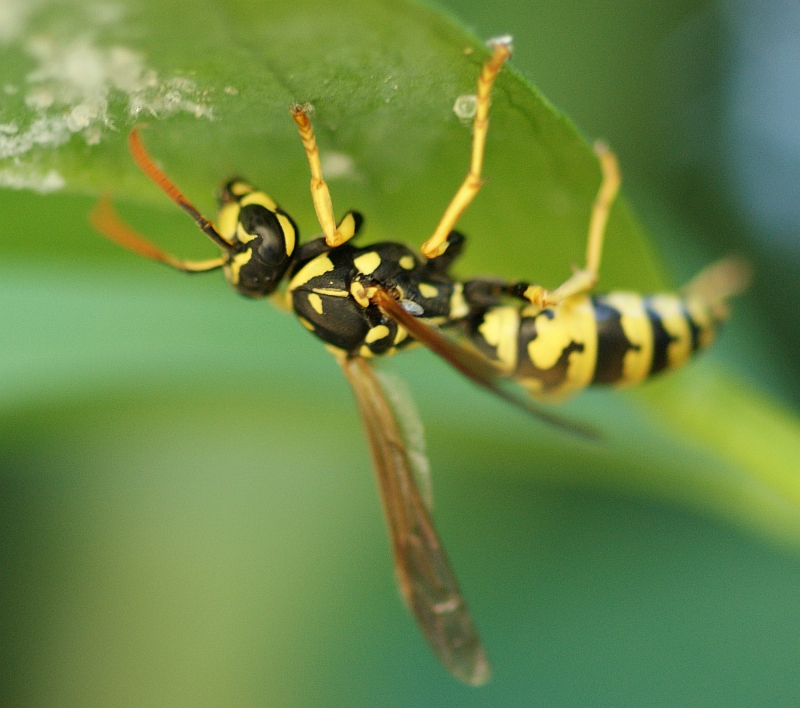 Vespa // Wasp (Polistes dominula)
