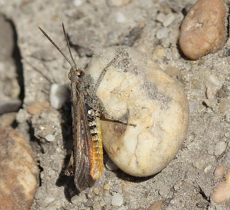 Gafanhoto // Grasshopper (Omocestus rufipes)