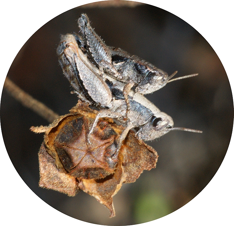 Gafanhotos acasalando // Grasshoppers mating (Pezotettix giornae)