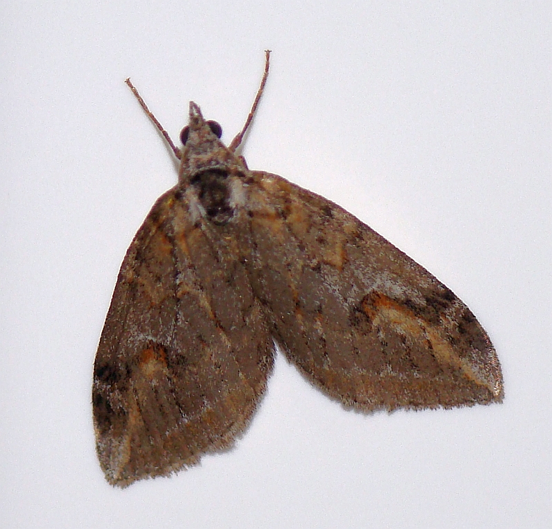 Borboleta Nocturna // Moth (Chesias isabella)