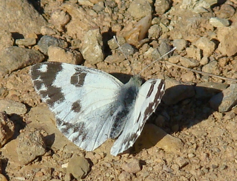 Borboleta // Bath White (Pontia daplidice), female
