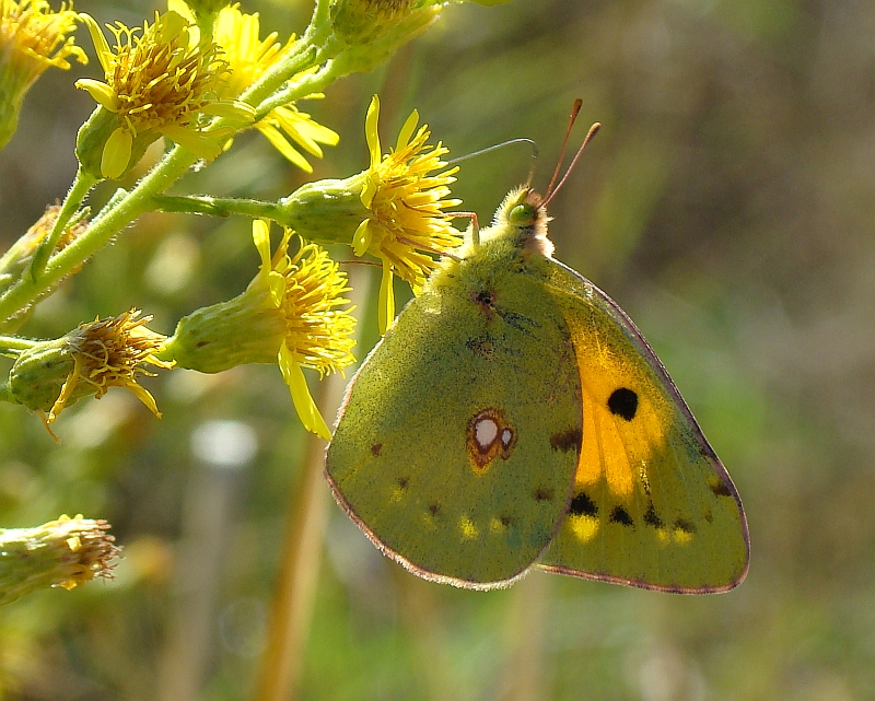 Maravilha // Clouded Yellow (Colias croceus)