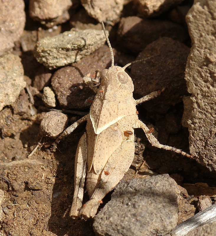 Gafanhoto // Grasshopper (Oedipodinae)
