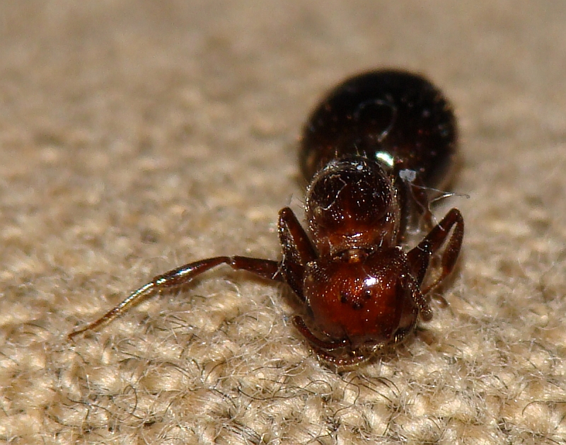 Formiga // Ant (Crematogaster scutellaris), queen