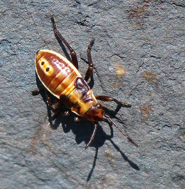 Percevejo // Bug (Spilostethus pandurus), nymph