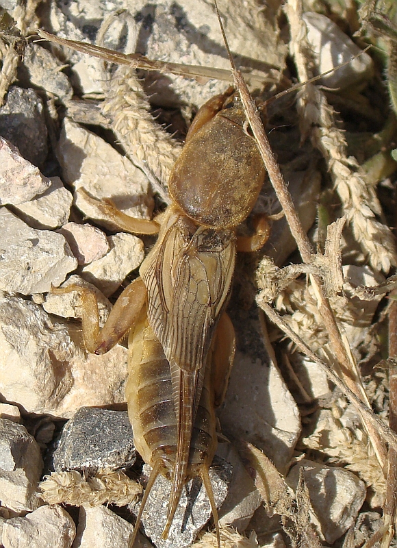 Ralo // Mole Cricket (Gryllotalpa sp.), male