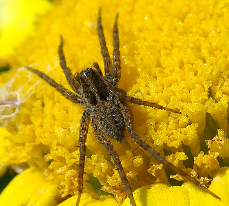 Aranha da famlia Lycosidae // Wolf Spider (Pardosa sp.), female