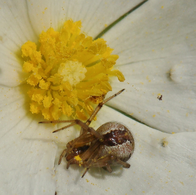 Aranha da famlia Theridiidae // Spider (Anelosimus sp.)