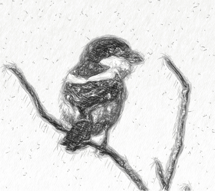 Pencil Sketch: Picano-barreteiro // Woodchat Shrike (Lanius senator subsp. senator)
