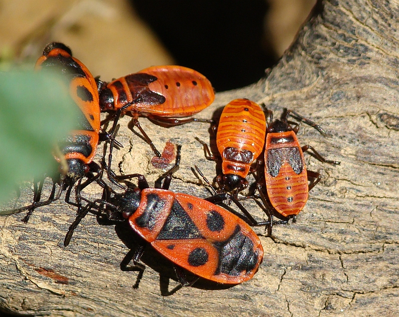 Percevejos // Firebugs (Pyrrhocoris apterus)