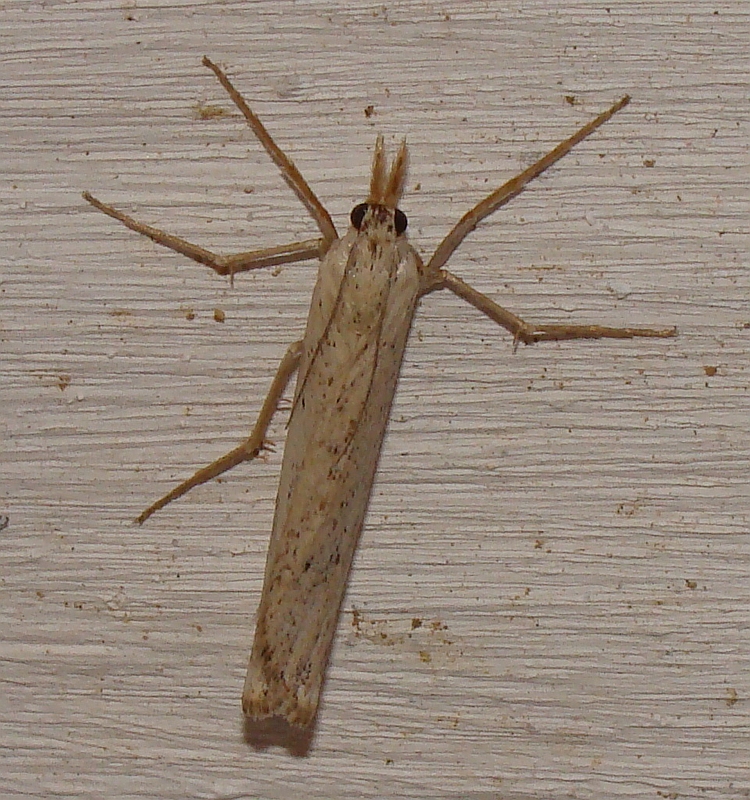Borboleta Nocturna // Moth (Ancylolomia sp.)