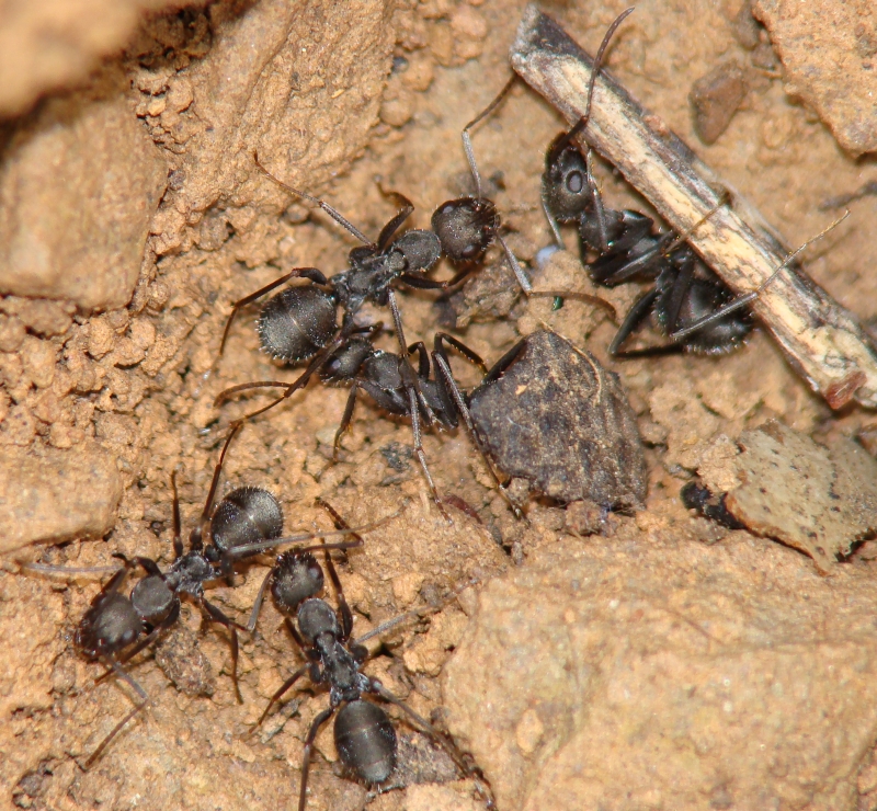 Formigas // Ants (Formica subrufa)