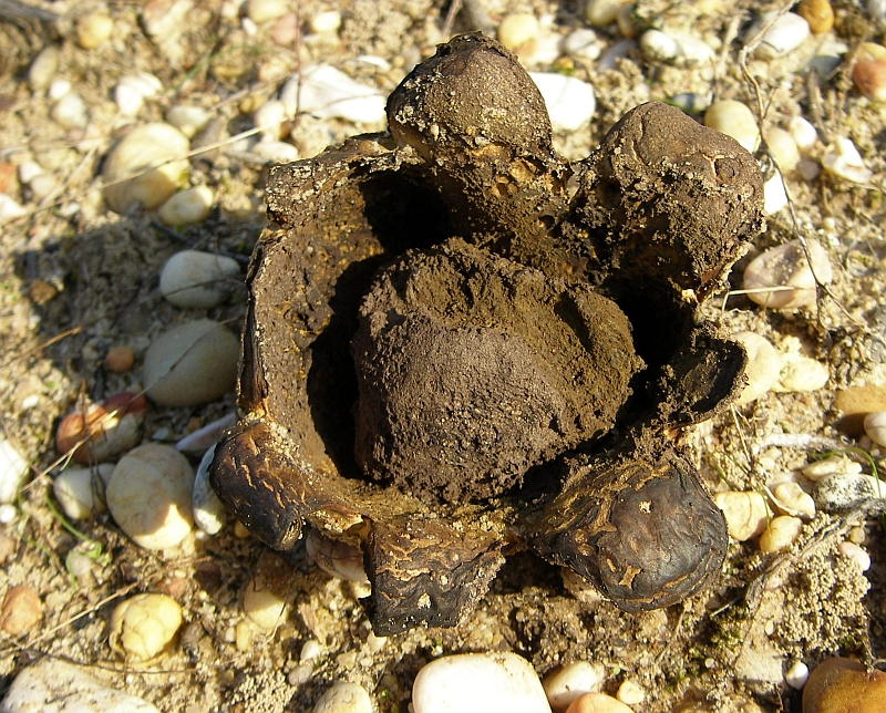 Cogumelo // Earthstar Scleroderma (Scleroderma polyrhizum)