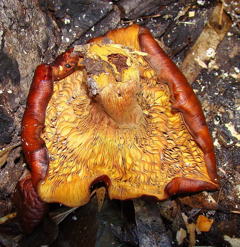 Cogumelo // Mushroom (Omphalotus olivascens)