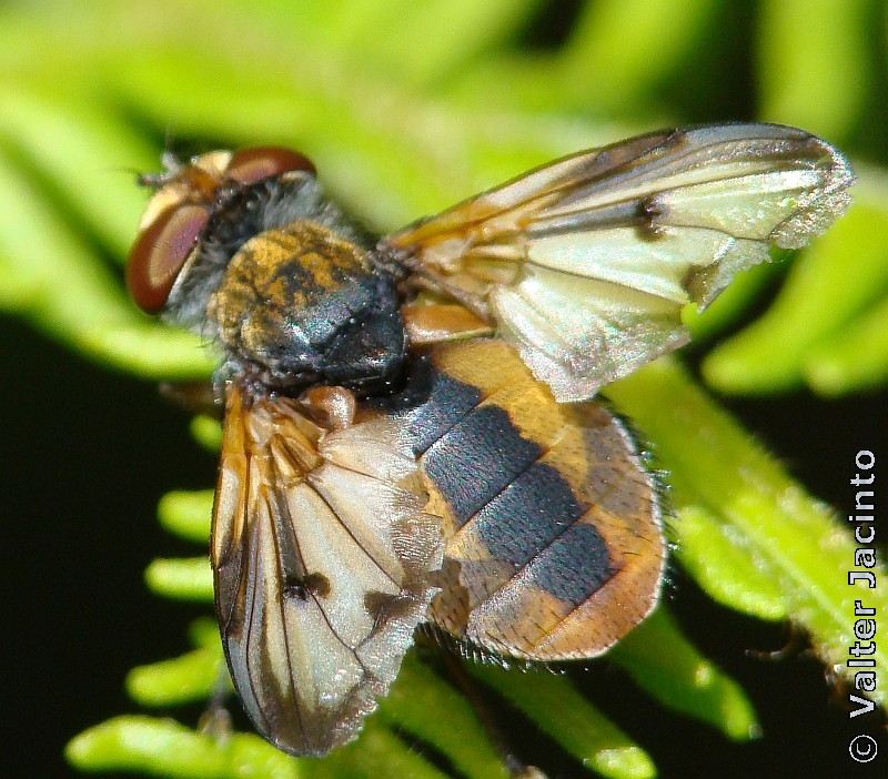 Mosca da famlia Tachinidae // Tachinid Fly (Ectophasia crassipennis), male