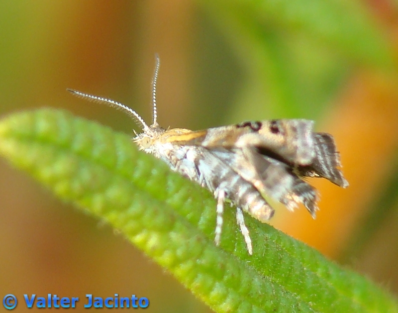 Borboleta Nocturna // Small Thistle Moth (Tebenna micalis)