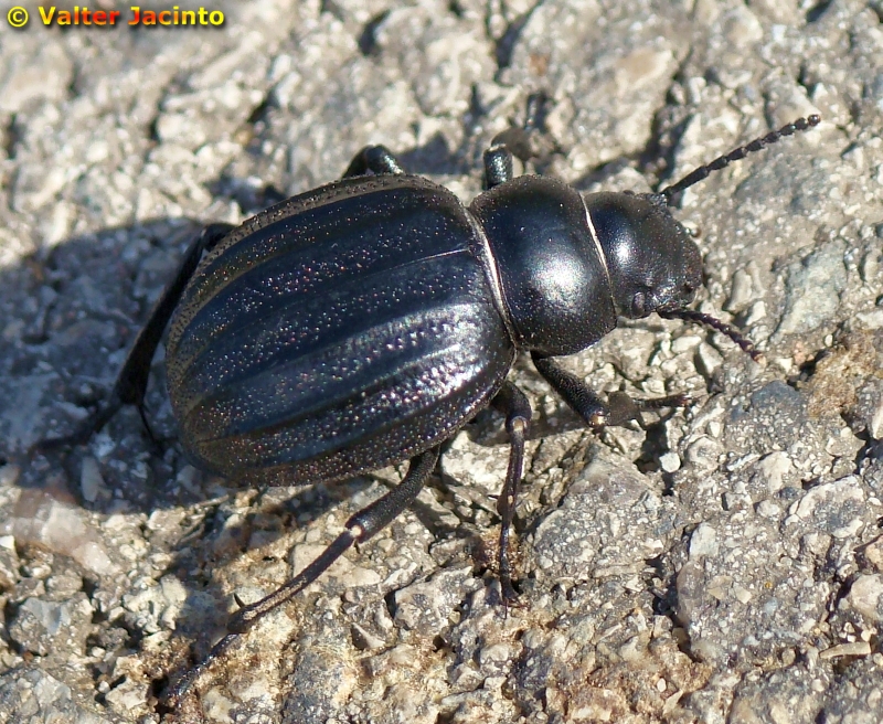 Escaravelho // Beetle (Pimelia costata)