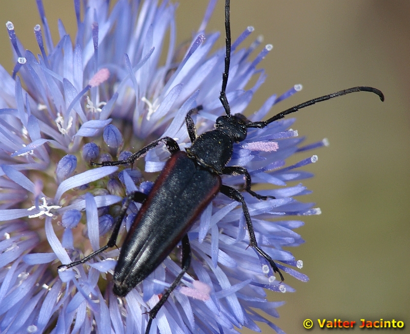 Escaravelho na Flor // Beetle (Stenurella approximans)