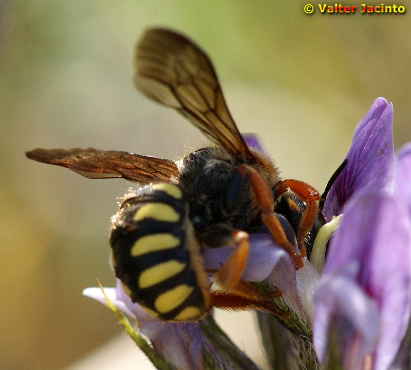 Abelha da famlia Megachilidae // Wool Carder Bee (Anthidium sp.)