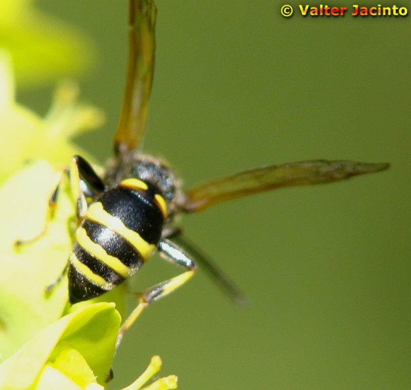 Vespa da famlia Sphecidae // Digger Wasp (Argogorytes sp.)